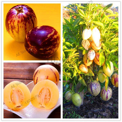 Ginseng Fruit Seeds - Nutritious Mini Bonsai Tree for Pots & Courtyard | Home Gardening Vegetable Melon Seeds