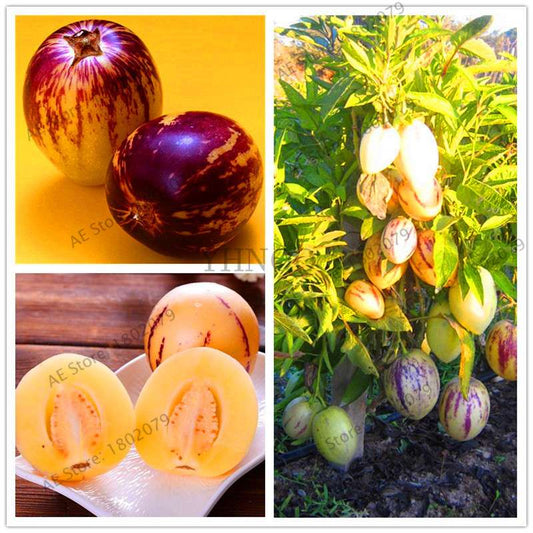 Ginseng Fruit Seeds - Nutritious Mini Bonsai Tree for Pots & Courtyard | Home Gardening Vegetable Melon Seeds