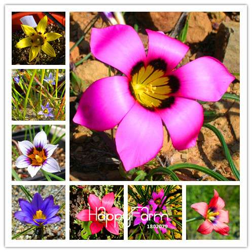 Romulea Flower Seeds - Rare, Fresh & Beautiful for Home Garden Planting