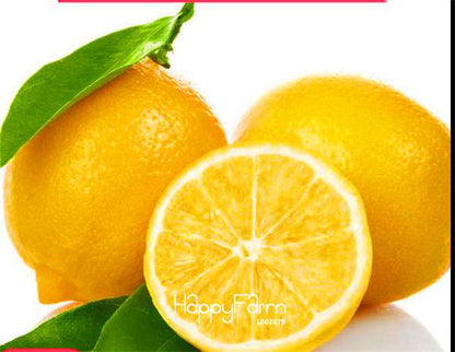 Kaffir Lime Seeds - 95% Sprout Rate, Potted Balcony Planting, All Seasons - High-Quality Lemon Seeds