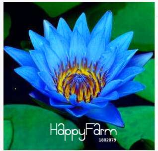 Affordable Water Lily Seeds for Bonsai & Balcony - Easy-Grow Potted Flowers