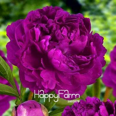 Yellow Peony Seeds for Planting - Potted Bonsai Flower Seeds for Home Garden