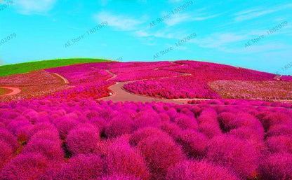 Burning Bush Grass Seeds - Fast Growing, Hardy Kochia Scoparia | Summer Cypress, Easy to Grow Garden Seeds