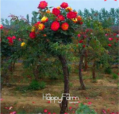 Rare Rosa Chinensis Seeds - Fresh Dendroidal Rose Tree Seeds for Planting, Exotic Flower Garden