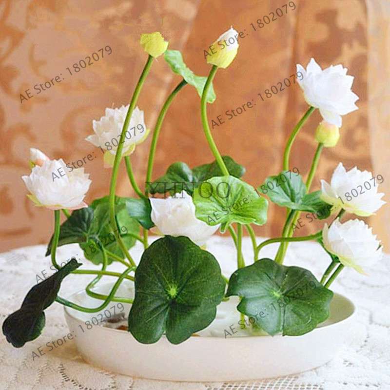 Lotus Seeds for Planting - Beautiful Water Lily Aquatic Plants for Home Garden Ponds