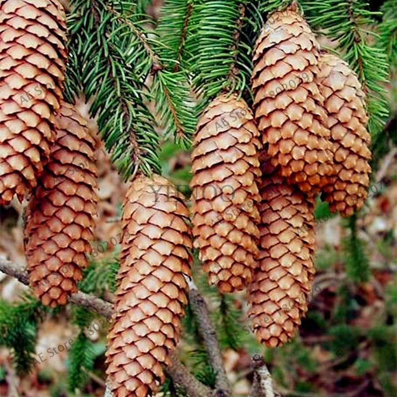 Korean Fir Seeds (Abies koreana) - Year-Round Bonsai Tree Planting, DIY Home Garden Decor & Landscaping
