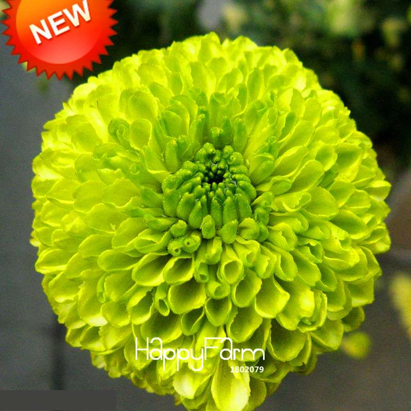 Rare Green Chrysanthemum Seeds - for Balcony Potted Plants | Exotic Flower Seeds