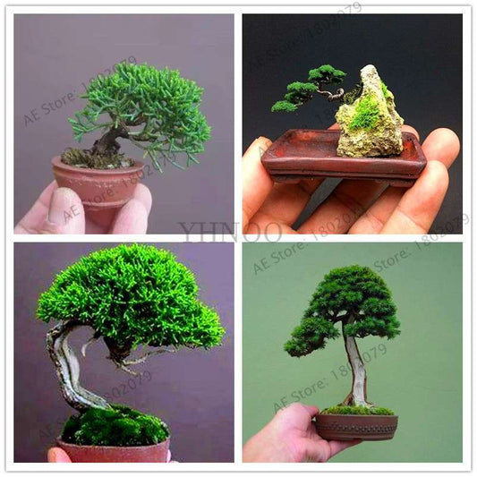 Mini Pine Bonsai Seeds for Indoor Gardens | Perennial Woody Plants