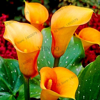 Calla Lily Seeds - Rare Perennial Bonsai Plant for Home, Garden & Wedding Bouquets | Gift Flowers