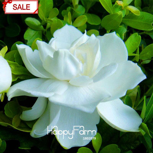 Jasmine Flower Seeds - Fragrant DIY Garden Plants, Chinese Ornamental Blooms for Home Gardening