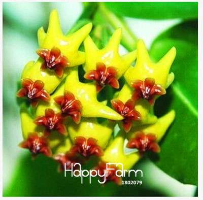 Buy Hoya Carnosa Seeds - for Home Garden, Potted Flower Seeds, Easy to Grow