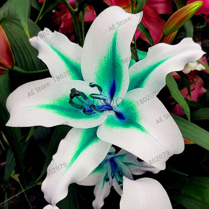 Lilium Brownii Seeds - Indoor Bonsai, Courtyard Lily Flower Seeds for Planting