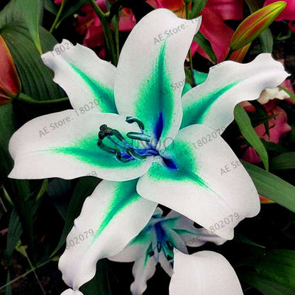 Lilium Brownii Seeds - Indoor Bonsai, Courtyard Lily Flower Seeds for Planting