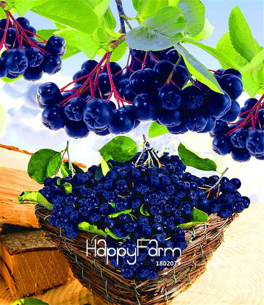 Aronia Viking Fruit & Veggie Seeds - DIY Home Garden, Bonsai Planting Kit | Non-GMO, Easy Grow