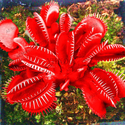 Flytrap Seeds - Carnivorous Dionaea Muscipula for Bonsai & Garden | Fast-Growing Potted Plant