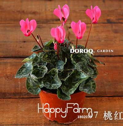 Cyclamen & Primrose Flower Seeds for Planting - Fresh Garden Seedlings