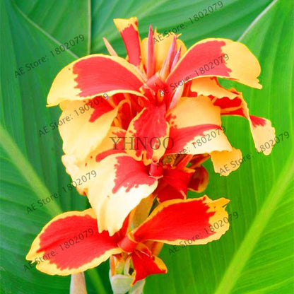 Mixed Color Canna Seeds for DIY Potted Plants | 95% Germination Rate | Indoor/Outdoor Gardening