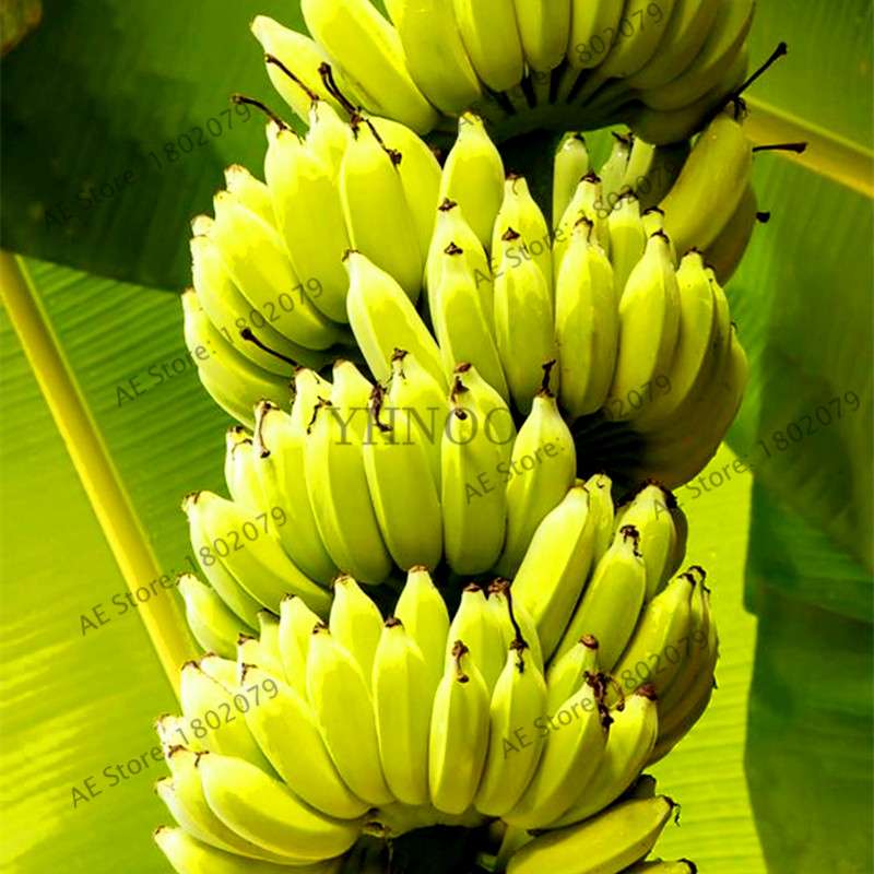 Dwarf Banana Seeds - Sweet Perennial Fruit Tree for Home & Garden Planting