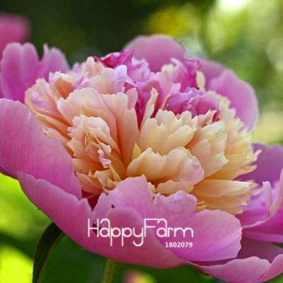 Yellow Peony Seeds for Planting - Potted Bonsai Flower Seeds for Home Garden