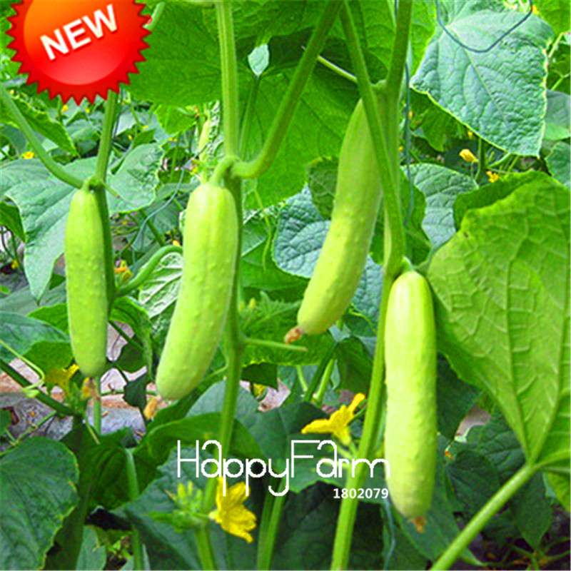 Organic Green Cucumber Seeds - Rare, Delicious, Non-GMO - for Home Garden
