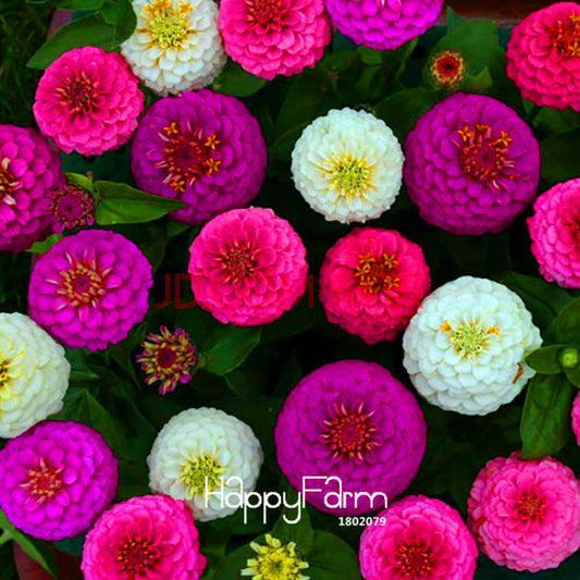 Premium Zinnia Seeds Mix - 24 Varieties, - Rare Colorful Flowers for Indoor & Outdoor Gardens
