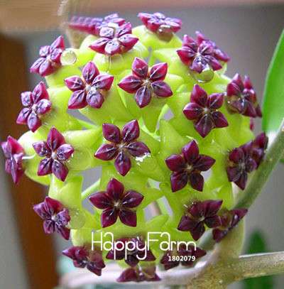 Rare Hoya Carnosa Orchid Seeds - Home Bonsai Flower Seeds for Planting