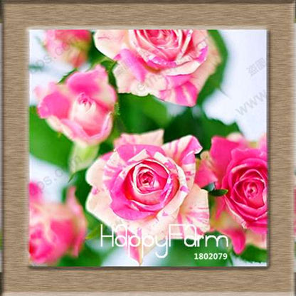Rare White Red Edge Rose Seeds - for Balcony, Indoor & Garden Planting | Fresh Potted Flower Seeds