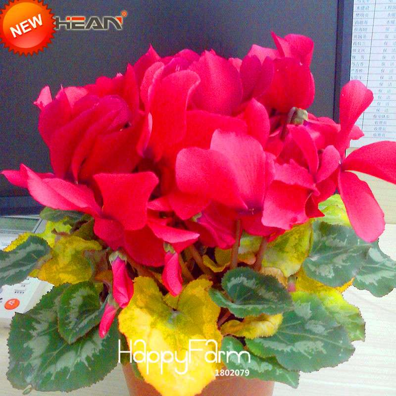 Red Cyclamen Flower Seeds - Perennial Blooming Plants for Home Garden, Easy to Grow