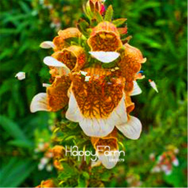 Fritillaria Foxglove Seeds - Potted Bonsai Garden Kit for DIY Home Planting | Premium Quality