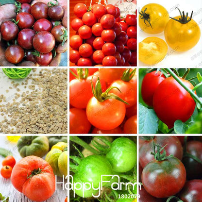 Tomato Seeds for Balcony - Grow Juicy Potted Bonsai Fruits & Vegetables at Home