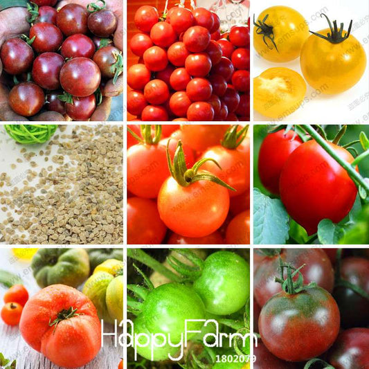 Tomato Seeds for Balcony - Grow Juicy Potted Bonsai Fruits & Vegetables at Home