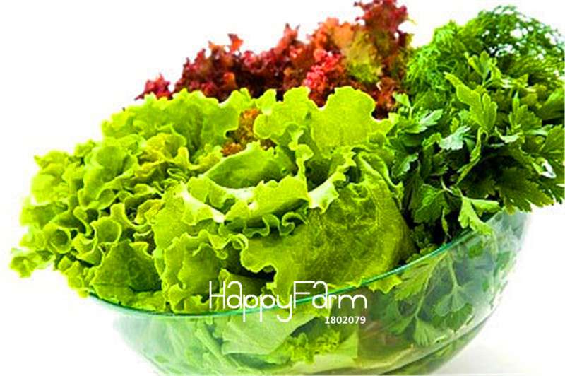 Organic Spring Lettuce Seeds - Easy to Grow, Tasty & Fresh Salad Greens for Home Garden DIY