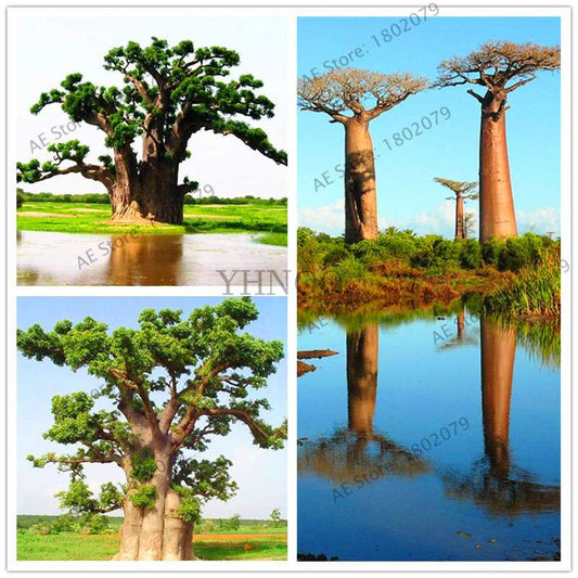 Rare Australian Baobab Tree Seeds - Giant Crown, Unique Boba Trees, Fast US Shipping