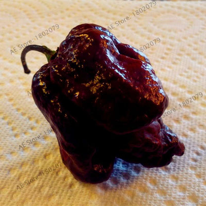 Hot Scorpion Pepper Seeds - Super Rare Edible Bonsai Plant for Home Garden & Spicy Cooking