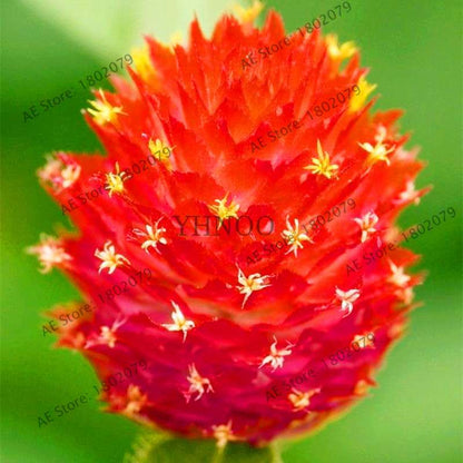 Rare Mini Gomphrena Globosa Seeds - Vibrant Perennial Flowers for Garden & Bonsai