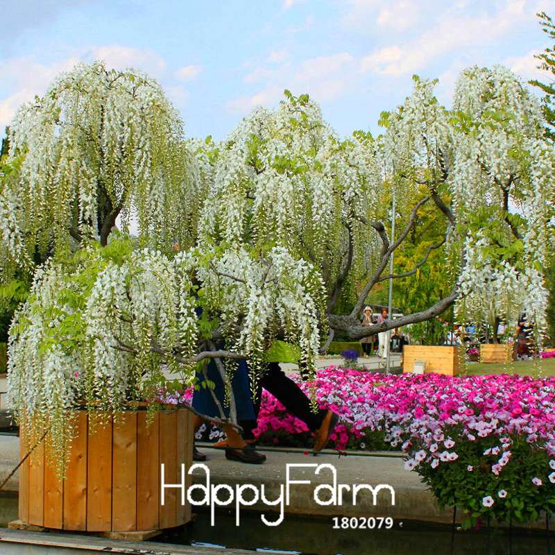 Rare Mini Bonsai Wisteria Seeds - Indoor Plants for Home & Garden - Fast US Shipping
