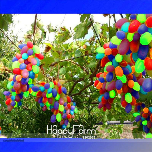 Rainbow F5 Hybrid Grape Seeds - Sweet Tasting Fruit, Rare Garden Planting Seeds for Home Growers