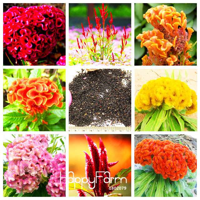 8-Color Celosia Cristata Seeds - Vibrant Cockscomb Bonsai Flowers, for Potted Plants | Fast US Shipping