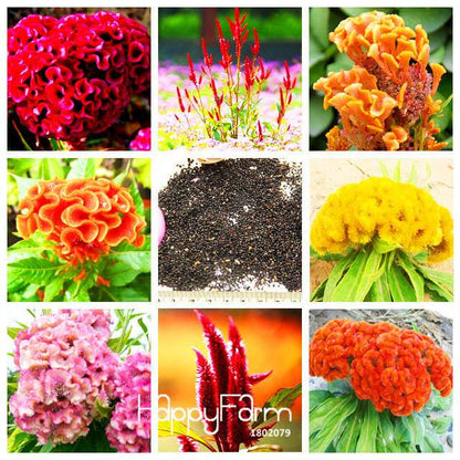 8-Color Celosia Cristata Seeds - Vibrant Cockscomb Bonsai Flowers, for Potted Plants | Fast US Shipping