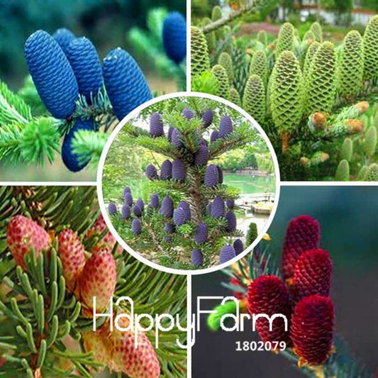 Korean Fir Seeds - Rare Purple Abies Koreana Bonsai for DIY Home Garden Planting