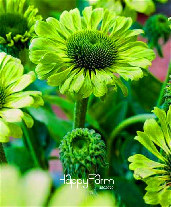 Echinacea Green Jewel Seeds - Rare Green Coneflower for Garden & Indoor Planting