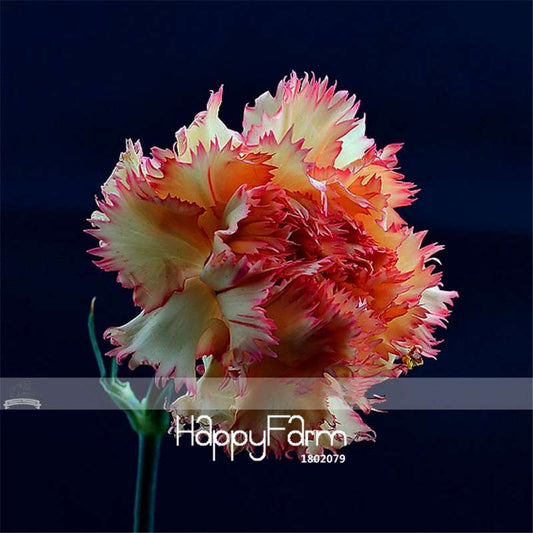 Carnation Seeds - 23 Rare Colors Including Black, Blue & Purple | Dianthus Caryophyllus Pack