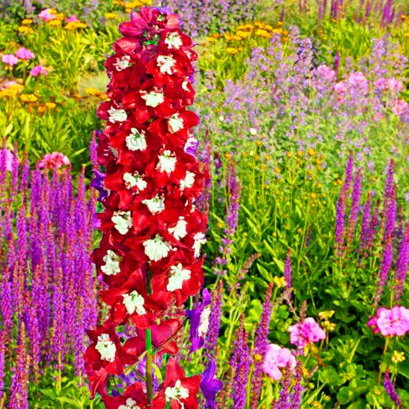 Mixed Color Larkspur Seeds - Rocket Larkspur (Consolida Ajacis) for Home Garden Planting