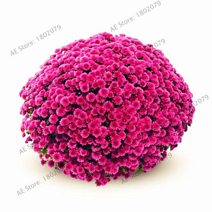 Rare Ground-Cover Chrysanthemum Seeds - Easy-Grow Perennial Bonsai Flowers for Home & Garden