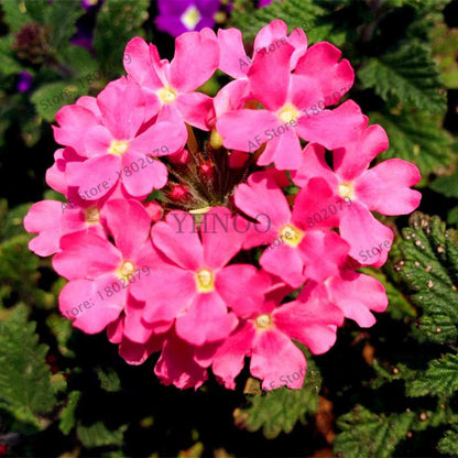 Mixed Color Verbena Hybrida Seeds - Easy to Grow Bonsai Flowers for Home & Garden Planting