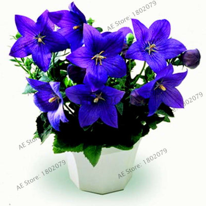 Rare Campanulaceae Flower Seeds - Easy to Grow Indoor/Outdoor Potted Plants for Home & Garden