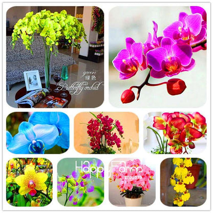 Phalaenopsis Orchid Seeds - Premium Bonsai Flower Seeds for Home & Indoor Garden Planting