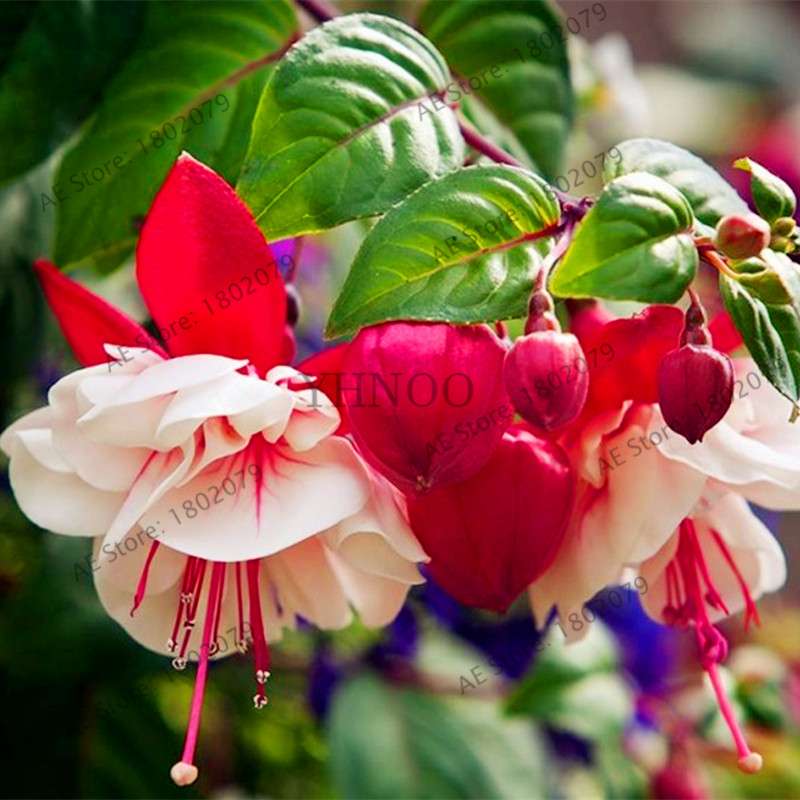 Mixed Color Lantern Flower Seeds - Fuchsia Hybrida Perennial Bonsai Plant for Home & Garden
