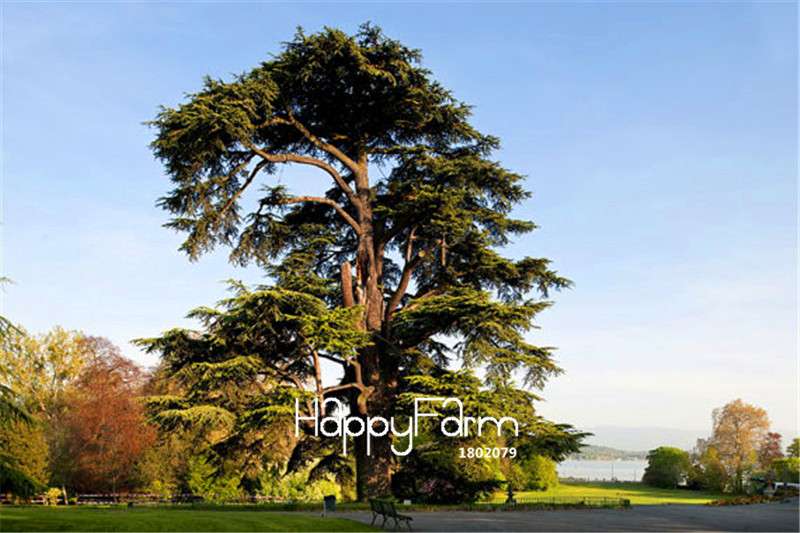 Himalayan Cedar Seeds - Deodar Bonsai Tree Kit for Home Garden Planting | Perennial Woody Plant