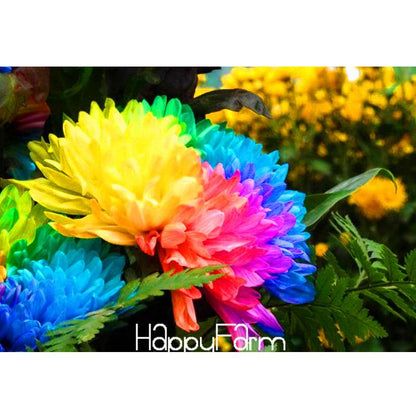 Rare Rainbow Chrysanthemum Seeds - Vibrant Colors, DIY Home Garden Planting, New Arrival